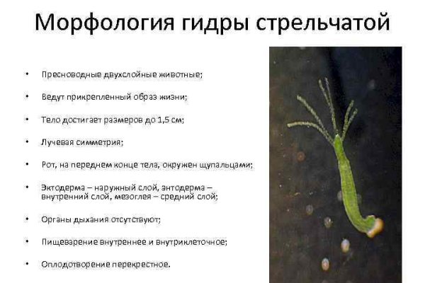 Kraken что это такое
