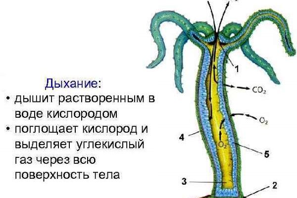 Kraken 14 at сайт
